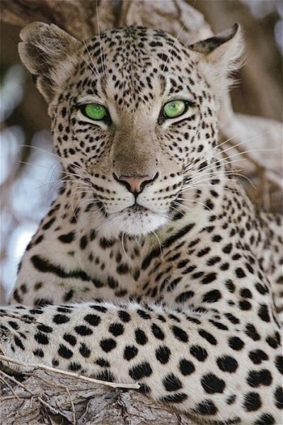 leopard with green eyes